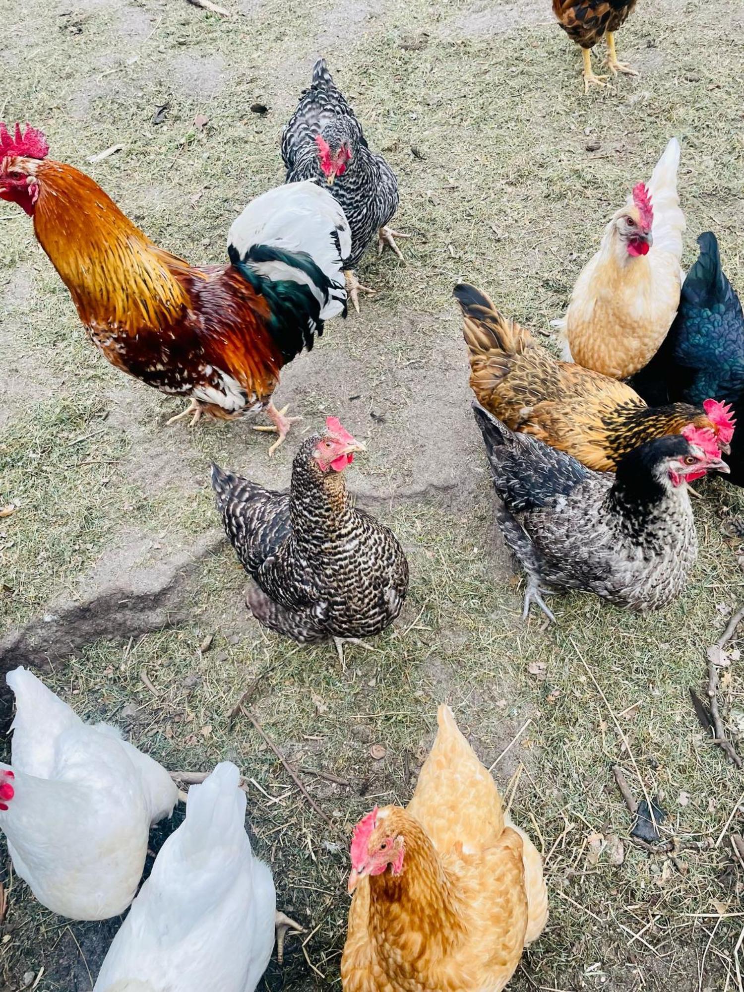 Ferienwohnung Schaeferhof, Die Natur Vor Der Haustuere Cottbus Exteriör bild